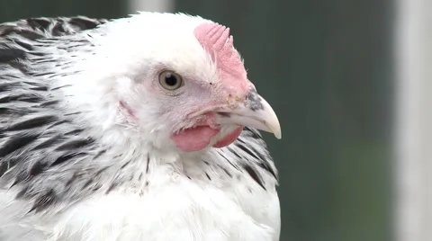 Chicken Close Up 库存影片 50393632