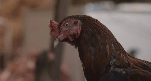 Chicken Close-up Video stock 101581978