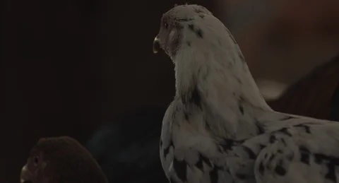 Chicken Close up Stock Footage 101591145