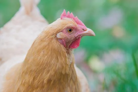 Chicken close up Stock Photos