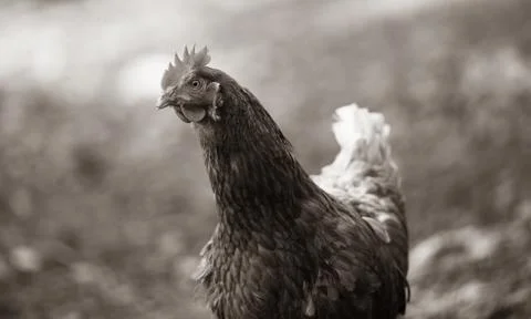 Chicken Close up Stock Photos