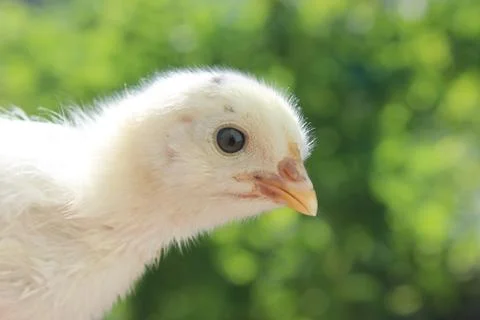 Chicken close up Stock Photos