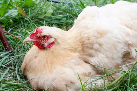Chicken close-up Stock Photos