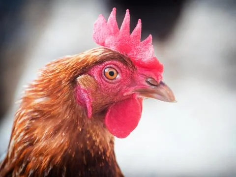 Chicken close-up shot Stock Photos
