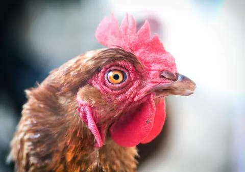Chicken close-up shot Stock Photos