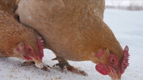 Chicken close up in the winter on the snow pecking grain Stock Footage 101446255