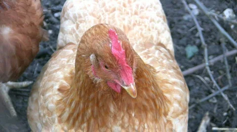 Chicken closeup Video stock 400986