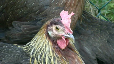 Chicken Closeup Video stock 574281