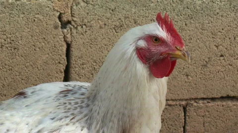 Chicken closeup Stock Footage 605794