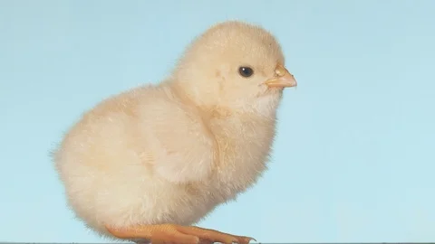 Chicken closeup on isolated background. Stock Footage 116300592