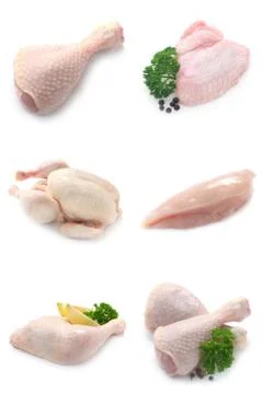 Chicken Collection Stock Photos