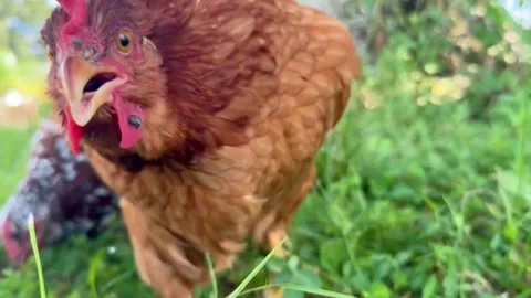 Chicken comb &amp; wattle Stock Footage 270982723