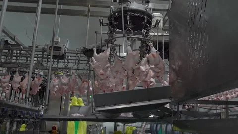 Chicken on conveyor and turn Stock Footage 219905643