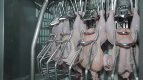 The chicken is on the conveyor, the innards. Stock Footage 145129172