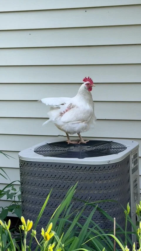 Chicken Cools Off Atop Air Conditioning Unit, Glenwood, Minnesota, USA - 11 Jul  Stock Footage 345846181