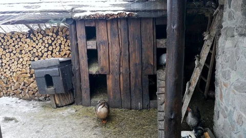 Chicken coop with birds on the background and wooden buildings. The birds are a  Video stock 101376283