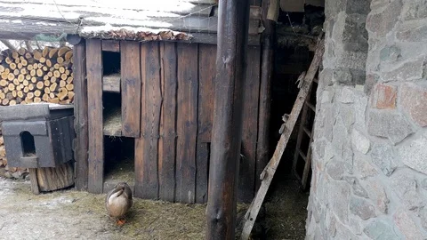 Chicken coop with birds on the background and wooden buildings. The birds are a  Stock Footage 101376301