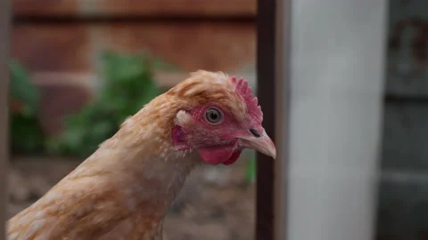 Chicken coop in the countryside 스톡 동영상 202307261