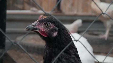 Chicken coop in the countryside 스톡 동영상 202307396