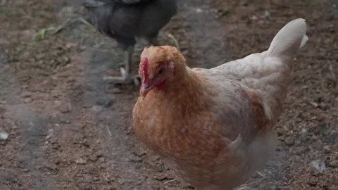 Chicken coop in the countryside 스톡 동영상 202307459