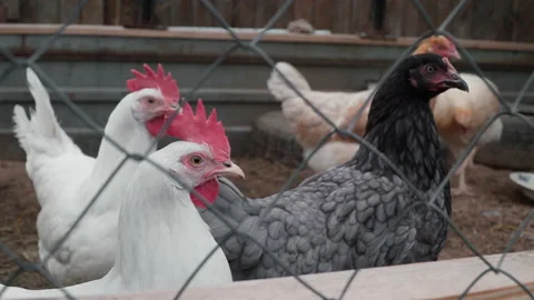 Chicken coop in the countryside 스톡 동영상 202307771
