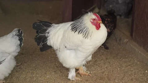 The chicken in the coop, Farm animals Stock Footage 321933861