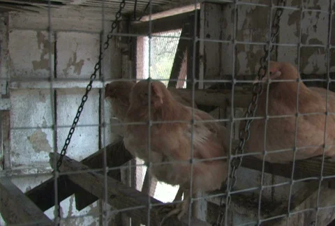 Chicken Coop Stock Footage 282974