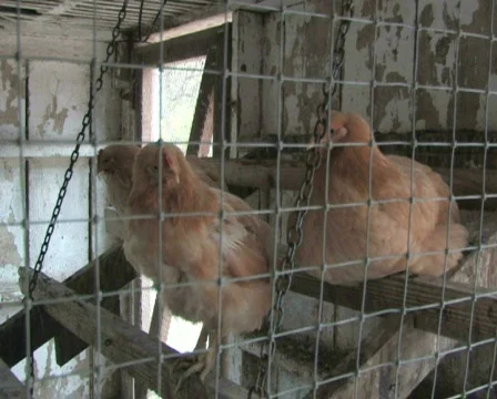Chicken Coop Stock Footage 283057