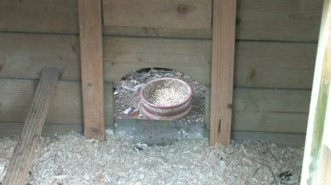 Chicken coop Stock Footage 480283