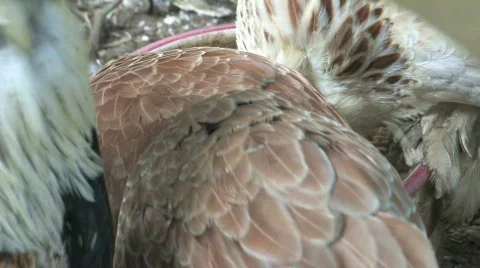 Chicken coop Video stock 480291