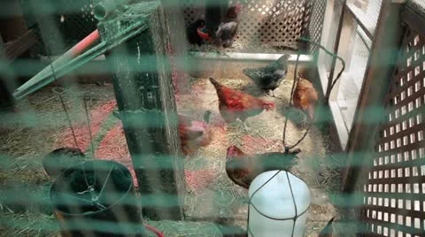Chicken Coop Stock Footage 22340293