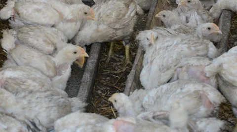 Chicken coop Stock Footage 36539500