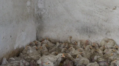 Chicken coop Video stock 36539642