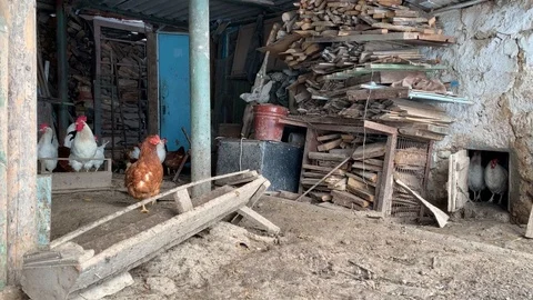 Chicken coop 스톡 동영상 101023315