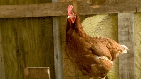 Chicken in the Coop Stock Footage 115269223