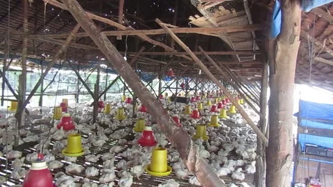 Chicken coop Stock Footage 121884882