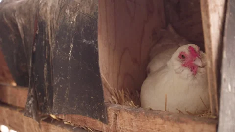 Chicken in a coop Stock Footage 265504532