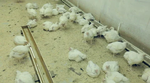 Chicken coop general plan top view Stock Footage 47839567