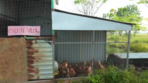 Chicken coop with hens in a backyard garden, small-scale poultry farming 動画素材 339863005