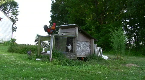 Chicken coop one Stock Footage 146248