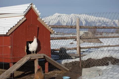 Chicken in a Coop Fotos de archivo