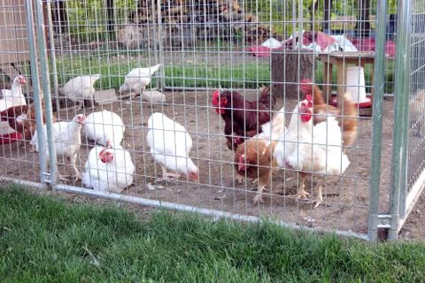 Chicken coop Stock Photos