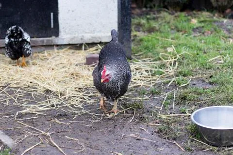 Chicken in a coop Foto stock
