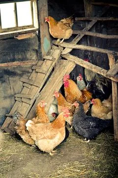 Chicken coop Stock Photos