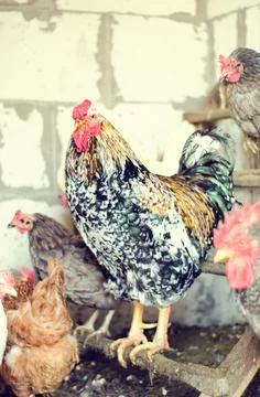 Chicken coop Stock Photos