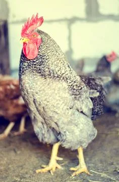 Chicken coop Stock Photos