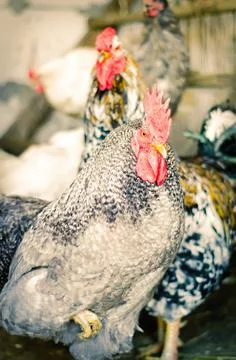 Chicken coop Stock Photos