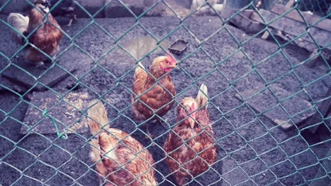 Chicken Coop Time-lapse: A Rapid Glimpse into the Daily Life of Clucking Hens  Stock Footage 232798009