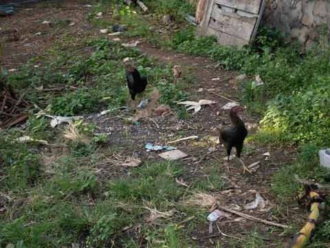 Chicken coops Stock Photos