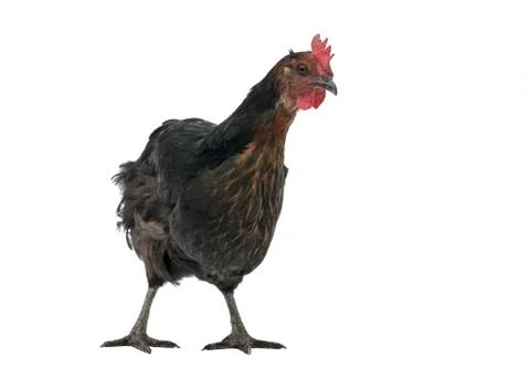 Chicken copper marans Stock Photos